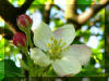 Almafa vir�ga