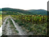 Napraforg� �s naplemente