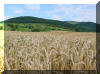 B�zat�bla a Teich-ben arat�s el�tt, h�tt�rben a K�poros �s a Papaj
