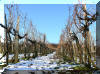 Sz�l� a Gombos-hegyen, metsz�sre v�rva