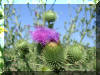 A bog�ncsot a K�porosi sz�l�hegyen fot�ztam
