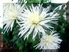 Krizant�m (chrysanthemum)
